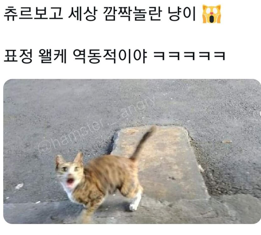 츄르보고 세상 깜짝 놀란 고양이 - 인스타 공백닷컴