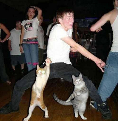 클럽 남자 표정 역대급 춤추는 합성 고양이