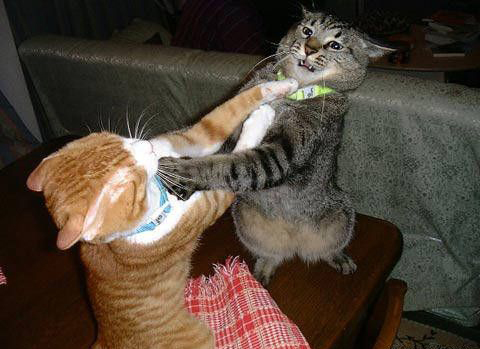 멱살  닥쳐  그만해  싸움 고양이 두마리  멱살잡이