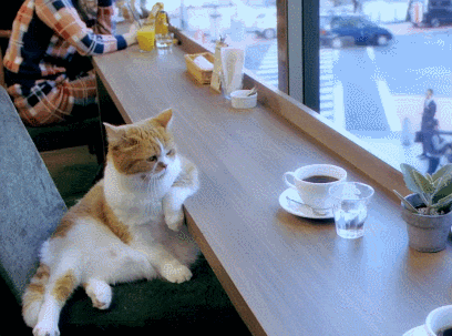 고양이 냥이 인생 동물 커피 한잔 여유