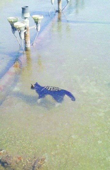 고양이 꽁냥이 꽁꽁얼어붙은