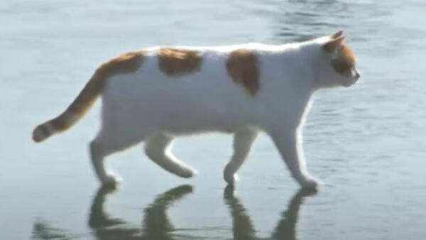 꽁꽁 얼어붙은 한강 위로 고양이가 걸어다닙니다 고양이 한강