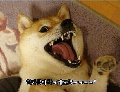 앜카킄아캌 개좋아하는 시바견