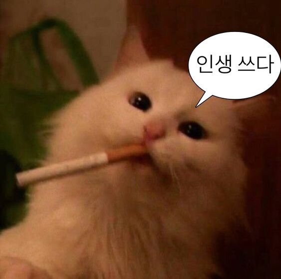 인생 쓰다 담배 고양이