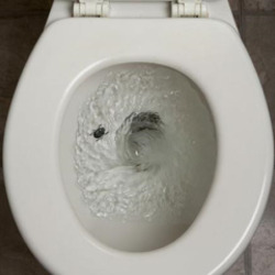 박멸  벌레  화장실 물내리기 변기