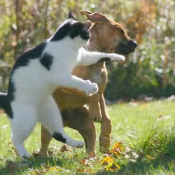 고양이 강아지 때리는 주먹 쨉 날리는 펀치 훅 레프트훅 권투 한방