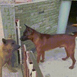 개싸움 방구석 여포 개 강아지 동물 싸우다 문열림 으르렁 갑분싸