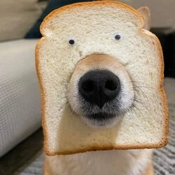 식빵개 식빵 강아지 얼굴 귀여운 모양