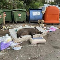 멧돼지 돼지 침대 쓰레기통 쓰레기장 쓰레기 쿵쾅 페미