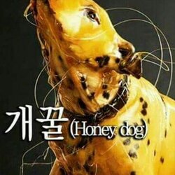 개꿀 honey dog 허니 도그 허니도그 좋아 개꿀이다